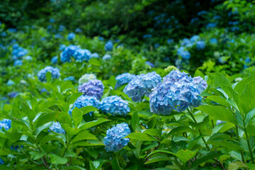 Hydrangea blooming in the rainy season
