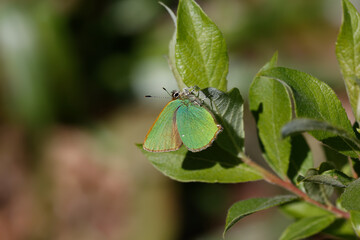 Fototapeta na wymiar A Green Hairstreak butterfly perched on green leaves.