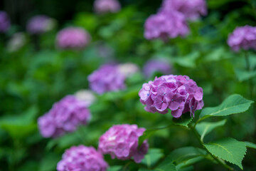 Hydrangea blooming in the rainy season
