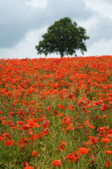Poppies on a hill with tree