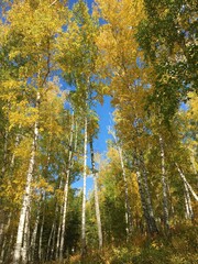 autumn in the birch forest