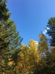 autumn in the forest