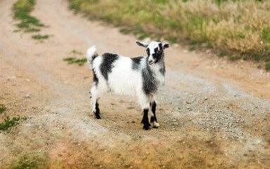 Obraz premium Black and white color small goat in nature