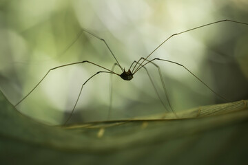 spider on a leaf