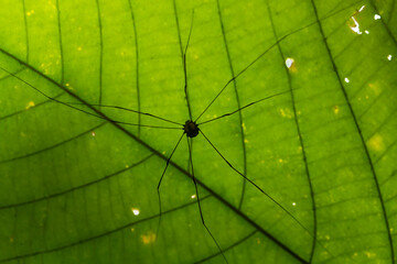 spider on leaf