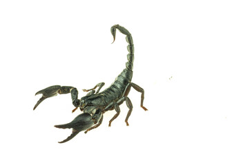 scorpion