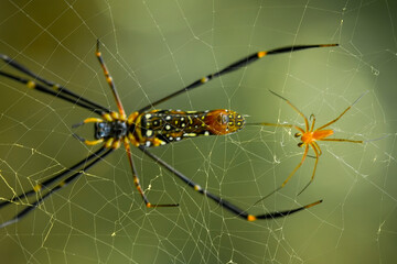 Fototapeta premium spider on a web