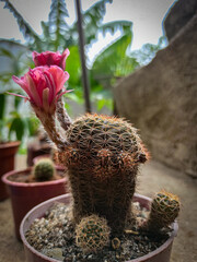 cactus in a pot