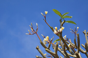 Beautiful frangipani flowers at Ubud, Bali. The frangipani is an iconic tropical tree bearing clusters of colourful and scented flowers.