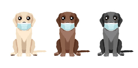 Dogs in medical masks. Set of illustrations of three labradors retrievers in different colors. Vector dogs collection for your design