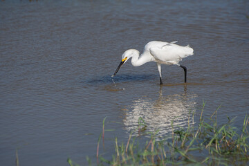 Snowy Egret with fish in beak