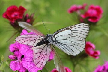 butterfly on flower