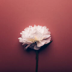 Amazingly beautiful white Peony on dusty rose background. Card Concept, copy space for text
