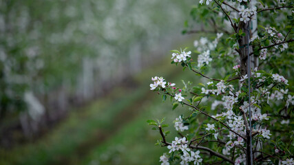 Tree branch with white flowers in spring. Apple orchard and farm with green grass