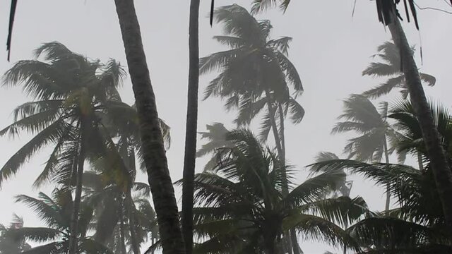 Tropical storm with torrential rain and high winds blowing the coconut palm trees