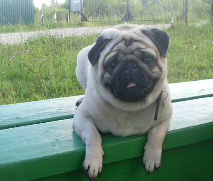 PUG