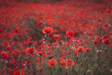Fototapeta na wymiar Beautiful red poppies in the field, close-up.