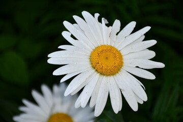 white daisy flower