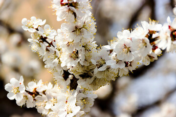 White flowers and buds of an apricot tree in spring blossom