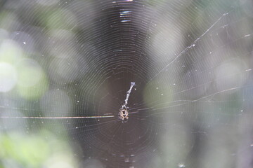 The spider climbs on the web.