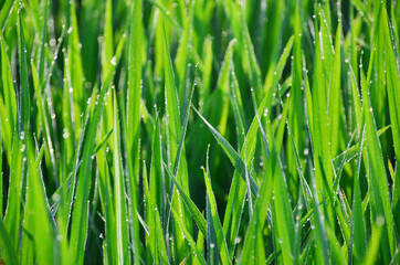 A morning dew drop on paddy leaves at Ubud, Bali, Indonesia.