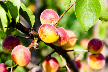 apricots on a branch
