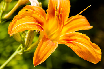 Bud of flowering orange lily