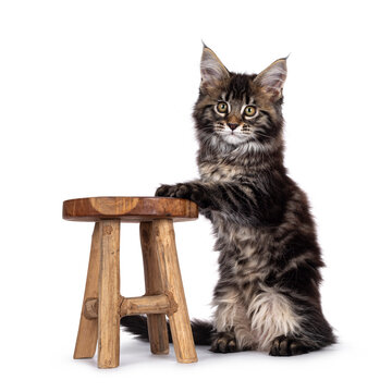 Cute classic black tabby Maine Coon cat kitten, sitting beside little wooden stool on hind legs. Looking towards camera. Isolated on white background.