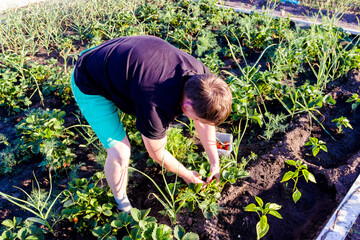 man picking strawberries in the garden