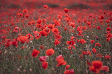 Obraz na płótnie Canvas Beautiful red poppies in the field, close-up.