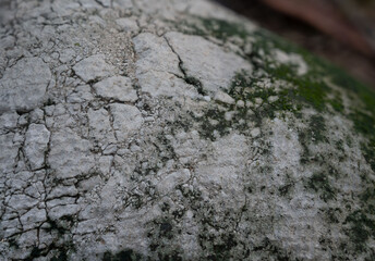 lichen on rock