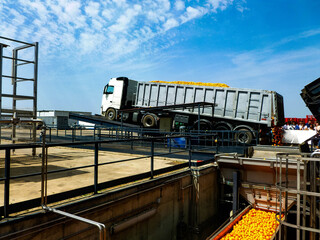 Naklejka premium Truck unloading oranges at a juice factory in Seville