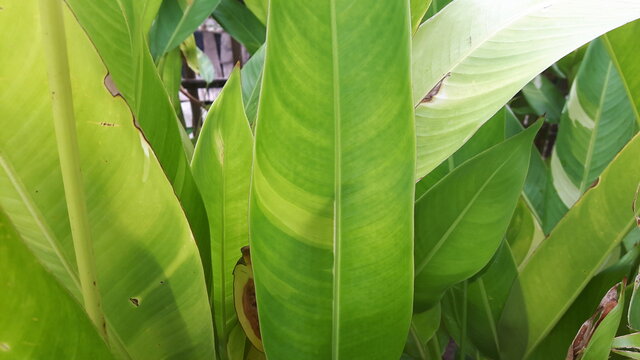 Heliconia Wallpaper (Heliconiaceae Fake birds of paradise) green leaves, shady.