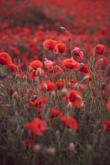 Beautiful red poppies in the field, close-up.