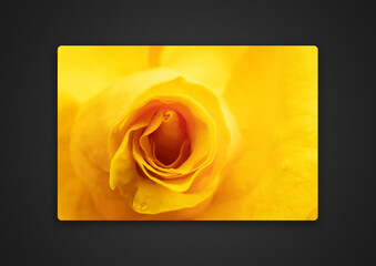 yellow rose close-up / background photo of Passepartout