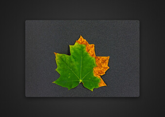 maple leaf on a grey background / Passepartout background photo