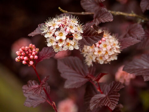 Pretty flowers and buds on a garden ninebark shrub, variety Physocarpus opulifolius 'Lady in Red'