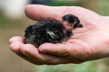 Little chick of Madagascar fighting chicken inside the palms. © lizaveta25