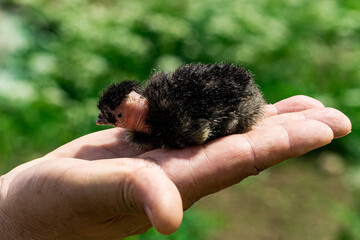Little chick of Madagascar fighting chicken inside the palms. © lizaveta25