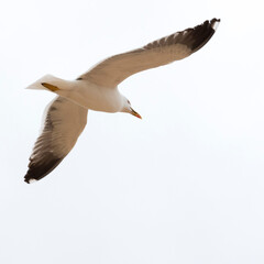 Flying seagull