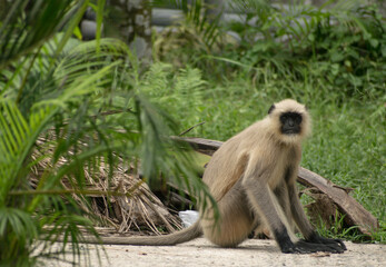 Monkeys can pose too, like us.