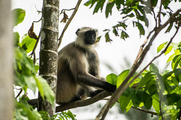 Obraz premium Monkey sitting on a tree branch