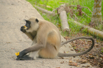 A hungry monkey eating banana