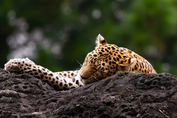 leopard on the rock