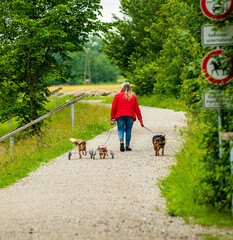  A woman walks two crippled dogs in a path by the forest