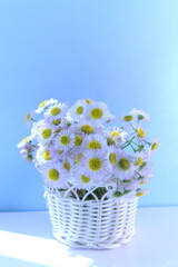 White daisies in white basket on blue background, interior decoration