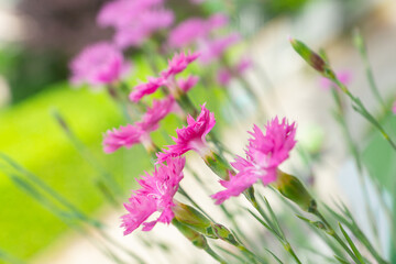 Dianthus plumarius, also known as common pink growing as an ornamental plant on a balcony. Flowering plant in bloom on a bright early summer day in Italy. Edible flowers used in cuisine for decoration