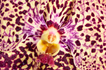 Macro of orchid flower with drops of water