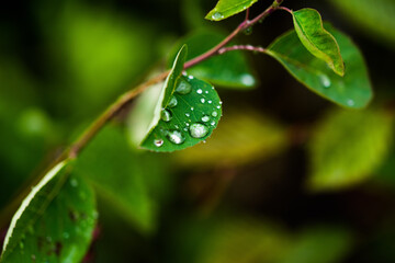 Wasser Regen Tropfen auf Blatt Grün Natur Makro Closeup Regentropfen