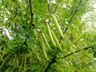 Beautiful Acacia pods on branches. Front view.
